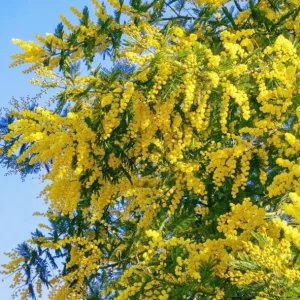 Mimosa Wattle Seedling Live Plant - Yellow Flower Tree, 3-5 Inch Tall in 4