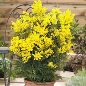 Mimosa Wattle Seedling Live Plant - Yellow Flower Tree, 3-5 Inch Tall in 4