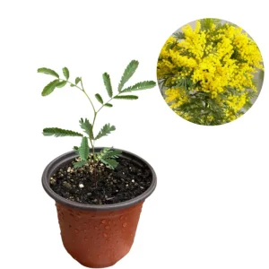 Mimosa Wattle Seedling Live Plant - Yellow Flower Tree, 3-5 Inch Tall in 4