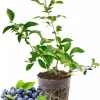 Mini Blue Blueberry Plant Live - 4-8 Inch Starter Bush for Garden or Patio - Image 1