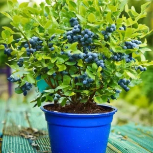 Misty Blueberry Plant Live for Planting, 4-7 inch, Cold Hardy Southern Highbush - Image 5
