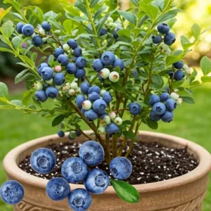 Misty Blueberry Plant Live for Planting, 4-7 inch, Cold Hardy Southern Highbush - Image 6