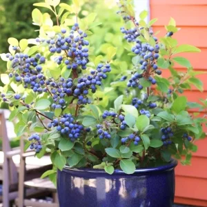 Misty Blueberry Plant Live for Planting, 4-7 inch, Cold Hardy Southern Highbush - Image 8