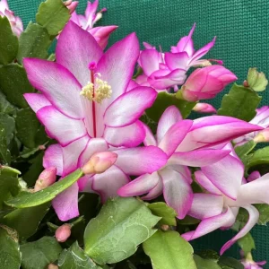 Mix Color Holiday Cactus Live Plant - Christmas & Thanksgiving Cactus, 4-6 in Tall in 3 in Pot - Image 4