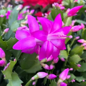 Mix Color Holiday Cactus Live Plant - Christmas & Thanksgiving Cactus, 4-6 in Tall in 3 in Pot - Image 5