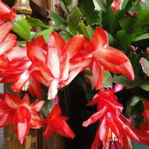 Mix Color Holiday Cactus Live Plant - Christmas & Thanksgiving Cactus, 4-6 in Tall in 3 in Pot - Image 6