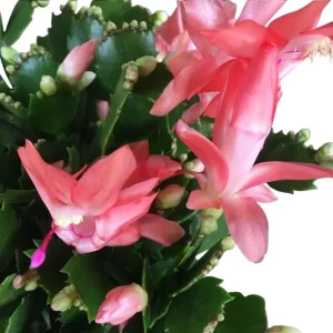 Mix Color Holiday Cactus Live Plant - Christmas & Thanksgiving Cactus, 4-6 in Tall in 3 in Pot - Image 7