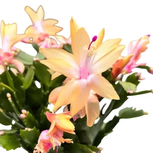 Mix Color Holiday Cactus Live Plant - Christmas & Thanksgiving Cactus, 4-6 in Tall in 3 in Pot - Image 9