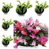 Mix Color Holiday Cactus Live Plant - Christmas & Thanksgiving Cactus, 4-6 in Tall in 3 in Pot - Image 1