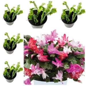 Mix Color Holiday Cactus Live Plant - Christmas & Thanksgiving Cactus, 4-6 in Tall in 3 in Pot - Image 1