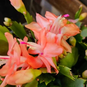Mix Color Holiday Cactus Live Plants - Schlumbergera Flower Starter Plant 4-6 Inch Tall in 3