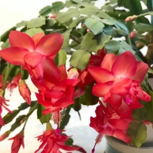 Mix Color Holiday Cactus Live Plants - Schlumbergera Flower Starter Plant 4-6 Inch Tall in 3