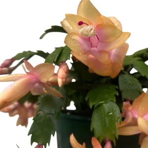 Mix Color Holiday Cactus Live Plants - Schlumbergera Flower Starter Plant 4-6 Inch Tall in 3