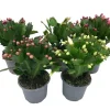 Mix Color Holiday Cactus Live Plants - Schlumbergera Flower Starter Plant 4-6 Inch Tall in 3" Pot - Image 1