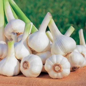 Mix Garlic Bulbs for Planting - 1 Lb Hardy Hardneck Garlic for Home Garden - Image 8