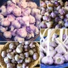 Mix Garlic Bulbs for Planting - 1 Lb Hardy Hardneck Garlic for Home Garden - Image 1