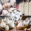 Mix Hardneck Garlic Bulbs for Planting – 1 Pound, High-Yield, Zones 3-10 - Image 1