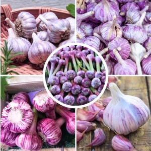 Mix Hardneck Garlic Bulbs for Planting – 1 Pound, High-Yield, Zones 3-10 - Image 5