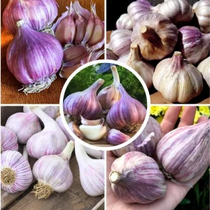 Mix Hardneck Garlic Bulbs for Planting – 1 Pound, High-Yield, Zones 3-10 - Image 9