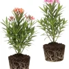 Mix Oleander Live Plant – 2 Pack, 5-7 Inches Tall Flowering Shrub, Outdoor - Image 1