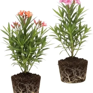 Mix Oleander Live Plant – 2 Pack, 5-7 Inches Tall Flowering Shrub, Outdoor - Image 2