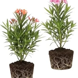 Mix Oleander Live Plant – 2 Pack, 5-7 Inches Tall Flowering Shrub, Outdoor - Image 3
