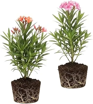Mix Oleander Live Plant – 2 Pack, 5-7 Inches Tall Flowering Shrub, Outdoor - Image 3