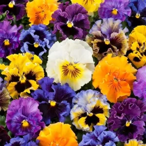 Mix Pansies Live Plants, 2-Pack Viola Flowers, 3-5" Tall Plugs for Outdoor Planting - Image 1