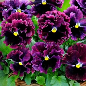 Mix Pansy Flower Plants 3-6 Inches - Live Perennial for Garden & Containers, Multicolor - Image 3