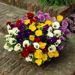 Mix Pansy Live Plants - Colorful Blooms for Garden & Containers, 3-5 Inches - Image 5
