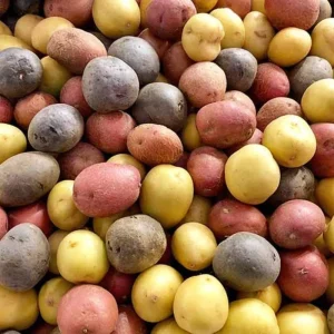 Mixed Color True Potato Seeds - 60 Count, Red, Yellow, Purple - Image 3