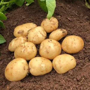 Mixed Color True Potato Seeds - 60 Count, Red, Yellow, Purple - Image 5