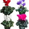 Mixed Cyclamen Live Plant 4" Pot - Hardy Indoor Flowering Houseplant, 2 Count - Image 1