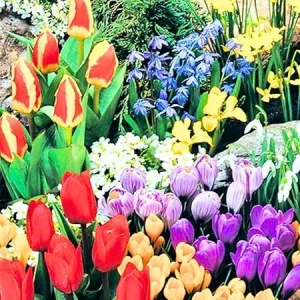 Mixed Flower Bulbs for Fall Planting - 50 Count, 5 Varieties, 50 Days of Blooms - Image 5