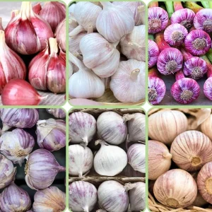 Mixed Garlic Bulbs for Planting – 1/2 LB High Yield Hardneck Seeds – Cold Hardy Zones 3-8 - Image 3