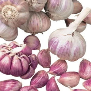 Mixed Garlic Bulbs for Planting – Hardneck Garlic Tubers – 0.5 Pound - Image 6