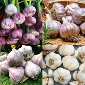 Mixed Garlic Bulbs for Planting - Hardneck & Softneck, 1 Pound, Outdoors - Image 7