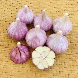 Mixed Hardneck Garlic Bulbs for Planting & Gardening – 4 Count – White, Red, Purple - Image 7