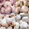 Mixed Hardneck Garlic Bulbs for Planting & Gardening – 4 Count – White, Red, Purple - Image 1