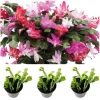 Mixed Holiday Cactus Plants - Christmas & Thanksgiving Cactus Live Plant, 4-6 Inch Tall in 3 Inch Pot - Image 1