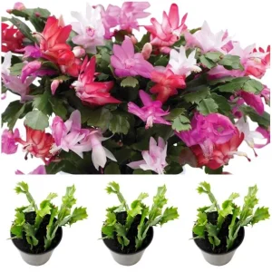 Mixed Holiday Cactus Plants - Christmas & Thanksgiving Cactus Live Plant, 4-6 Inch Tall in 3 Inch Pot - Image 1
