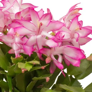 Mixed Holiday Cactus Plants - Christmas & Thanksgiving Cactus Live Plant, 4-6 Inch Tall in 3 Inch Pot - Image 3