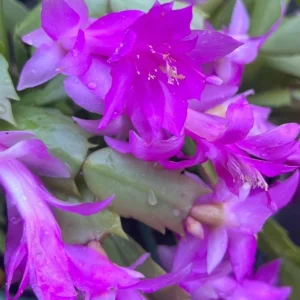 Mixed Holiday Cactus Plants - Christmas & Thanksgiving Cactus Live Plant, 4-6 Inch Tall in 3 Inch Pot - Image 5