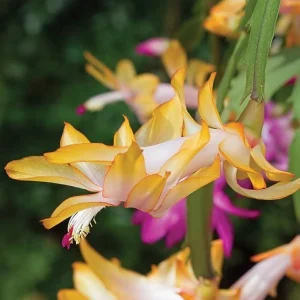 Mixed Holiday Cactus Plants - Christmas & Thanksgiving Cactus Live Plant, 4-6 Inch Tall in 3 Inch Pot - Image 9