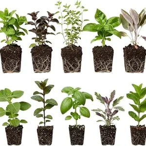 Mixed Live Herb Plants 4-Pack – Lemon Balm, Rosemary, Basil, Oregano – 4-8