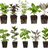 Mixed Live Herb Plants 4-Pack – Lemon Balm, Rosemary, Basil, Oregano – 4-8" Tall Starter Plants – Indoor/Outdoor - Image 1