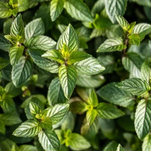 Mixed Mint Live Plant Set - 3 Varied Mint Herbs 4-6 Inches Tall for Culinary & Garden Use - Image 3