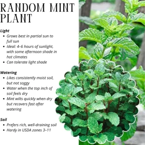 Mixed Mint Live Plant Set - 3 Varied Mint Herbs 4-6 Inches Tall for Culinary & Garden Use - Image 6