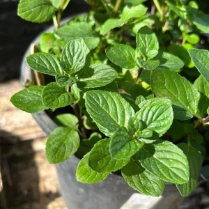 Mixed Mint Live Plant Set - 3 Varied Mint Herbs 4-6 Inches Tall for Culinary & Garden Use - Image 7