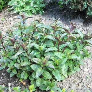Mixed Mint Live Plant Set - 3 Varied Mint Herbs 4-6 Inches Tall for Culinary & Garden Use - Image 8